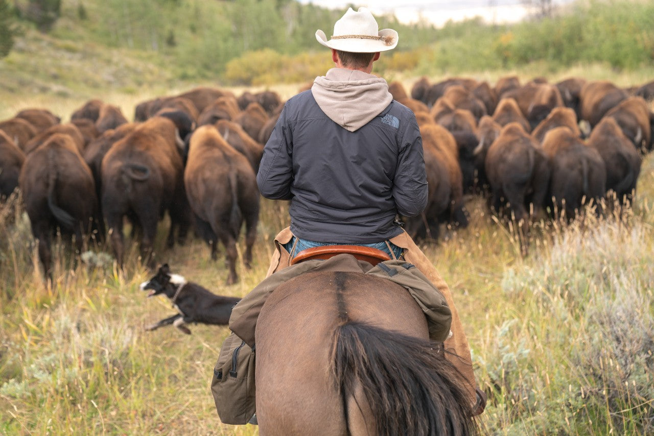 Man moving bison on horseback