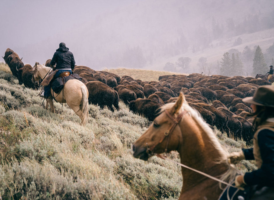 grass fed bison grazing in Montana during roundup