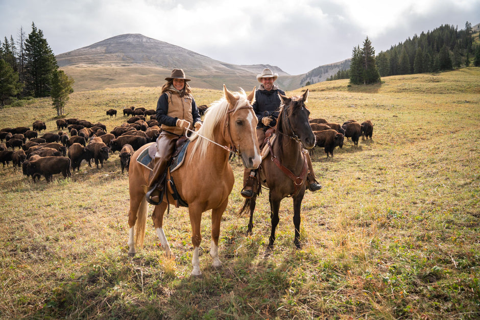 grass fed bison and horses - ranch in Montana